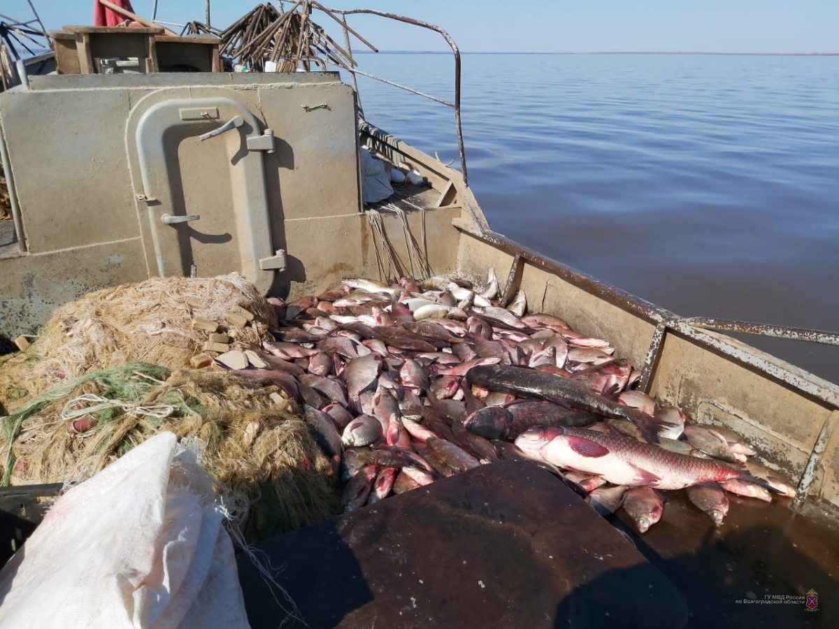 Волгоградские полицейские продолжают охоту на браконьеров